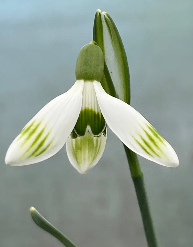 edulis3003440