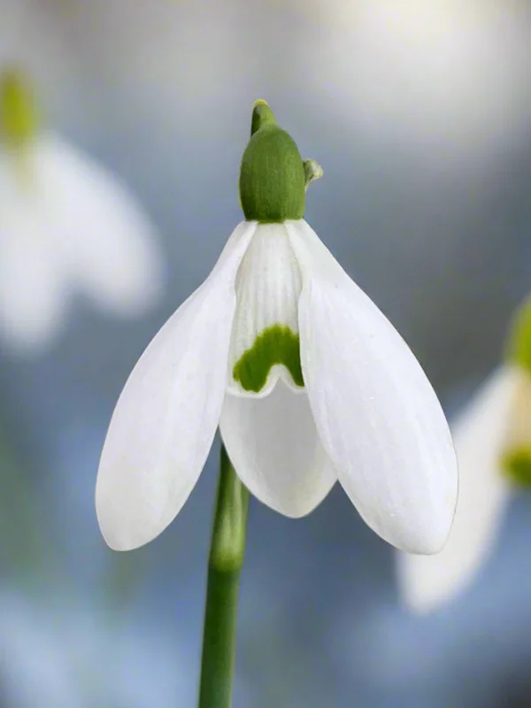 edulis3003455