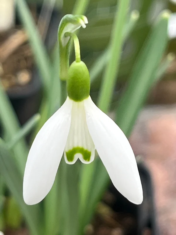 edulis3003511