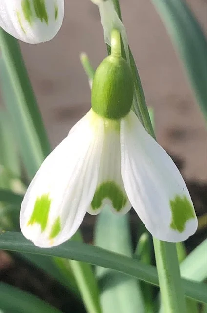 edulis3003640