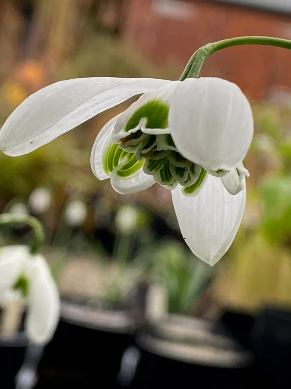 edulis3003682