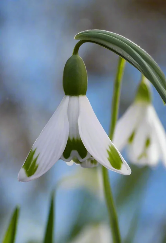 edulis3003702