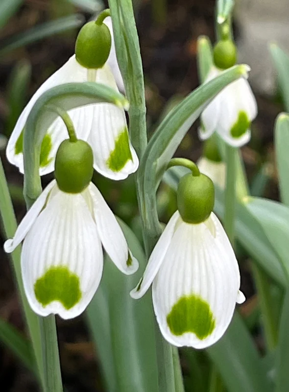 edulis3003870