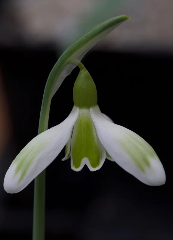 edulis3003965