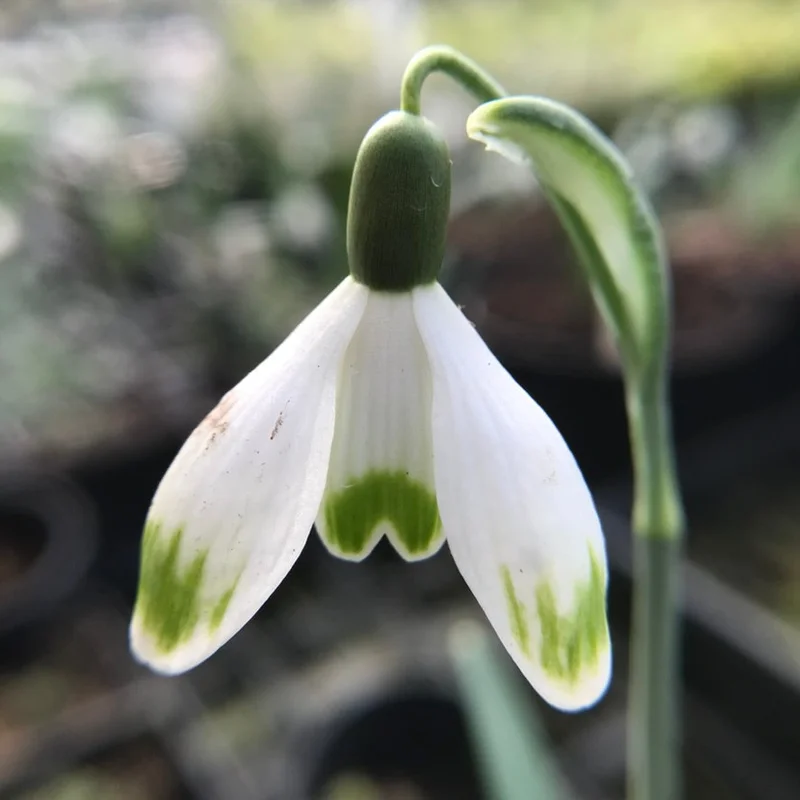 edulis3004094