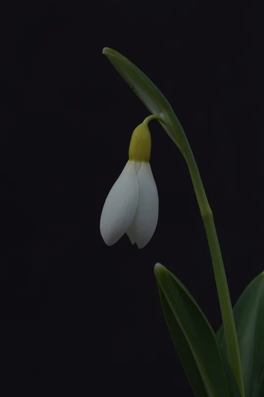 edulis3004139