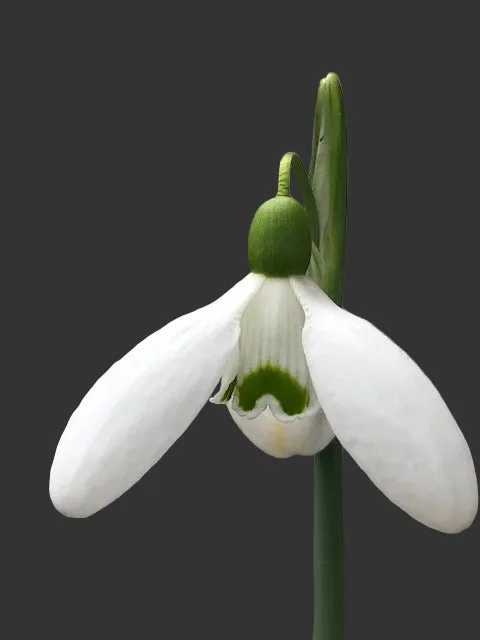 edulis3004150
