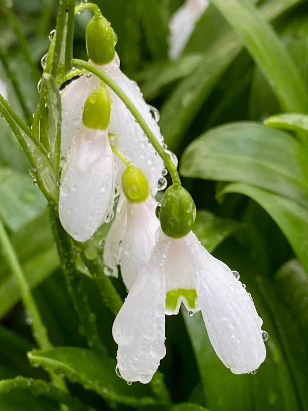 edulis3004253