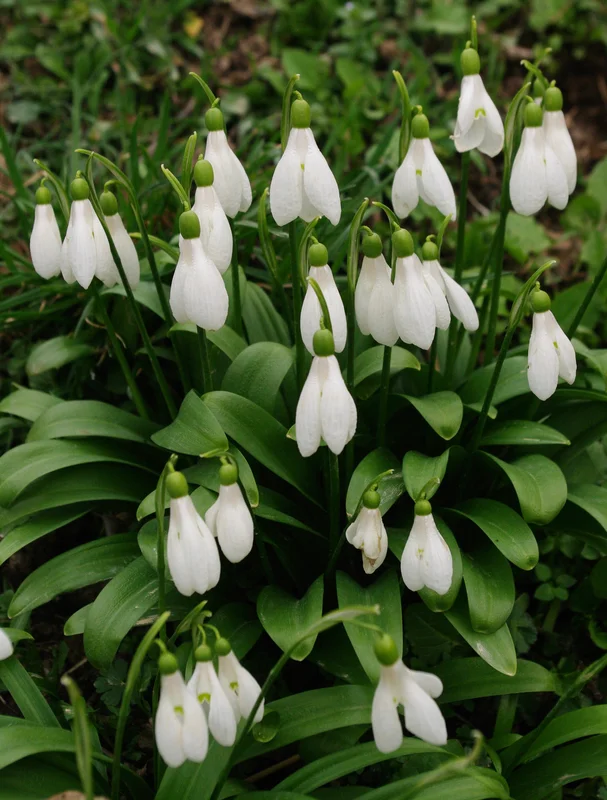 edulis3004284