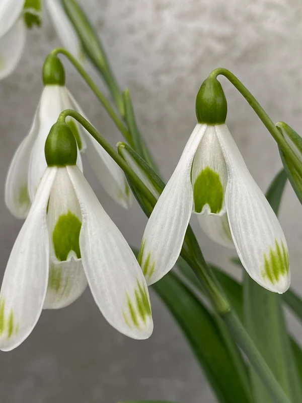 edulis3004339