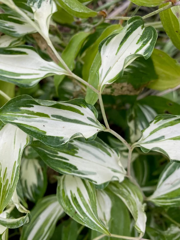 edulis3004786