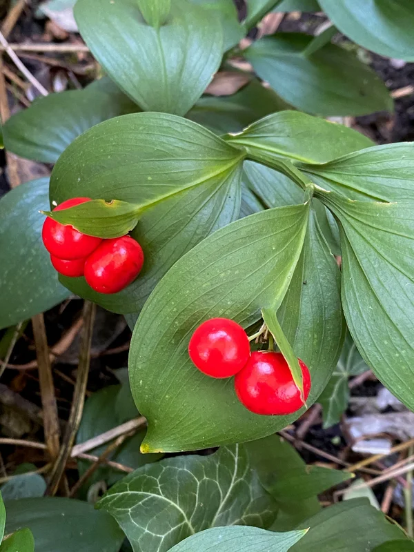 edulis3004857