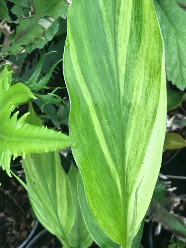 edulis3004912