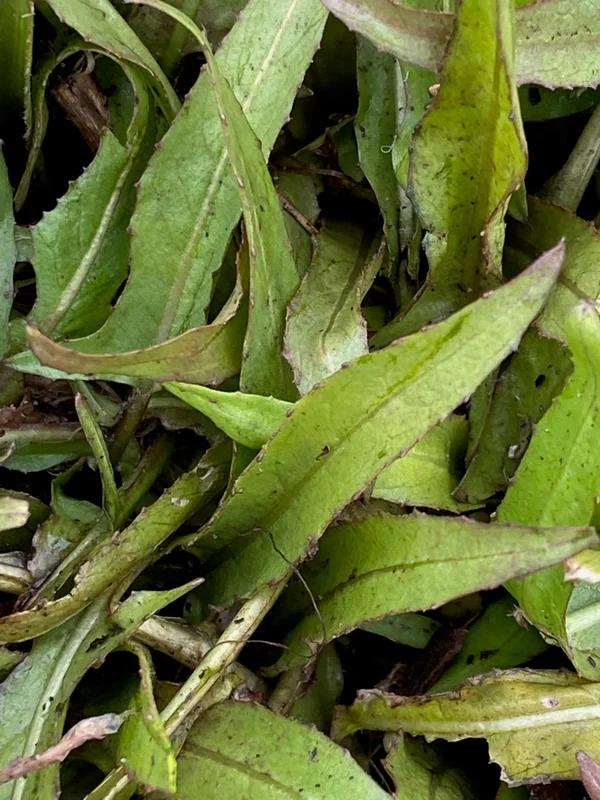 edulis3005077