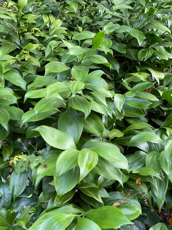 edulis3005204