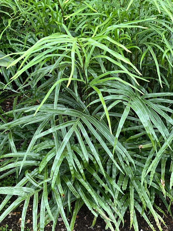edulis3005398