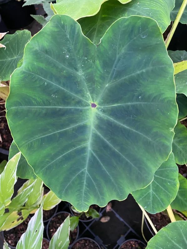 edulis3005570