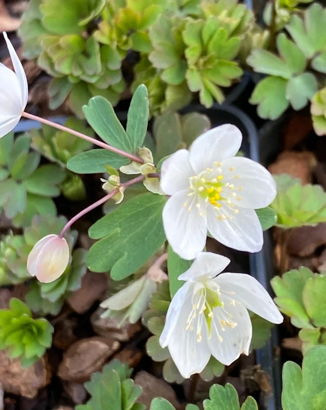 edulis3005611