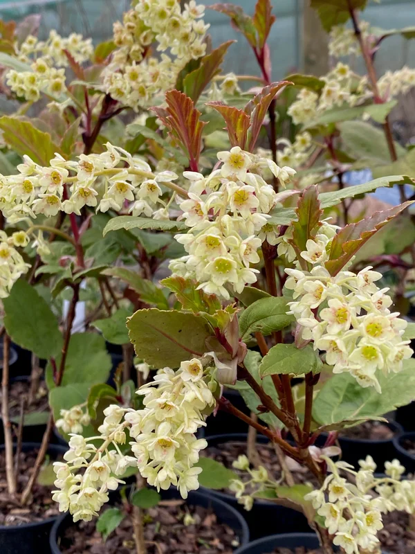 edulis3005727