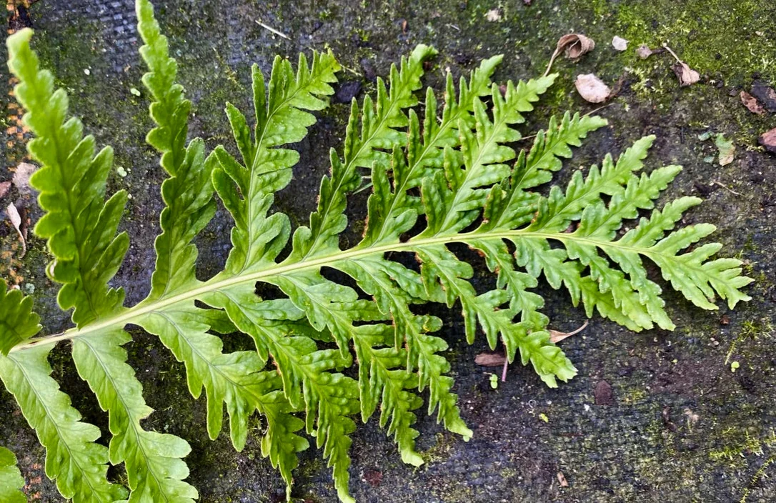 edulis3005748