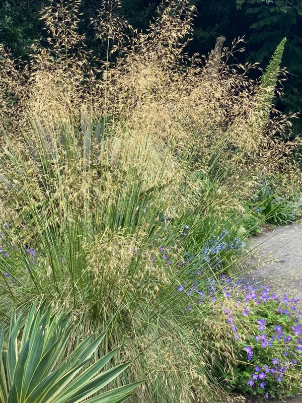 edulis3005770