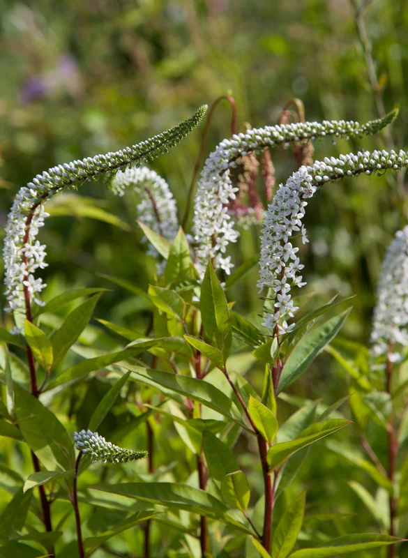edulis3005927