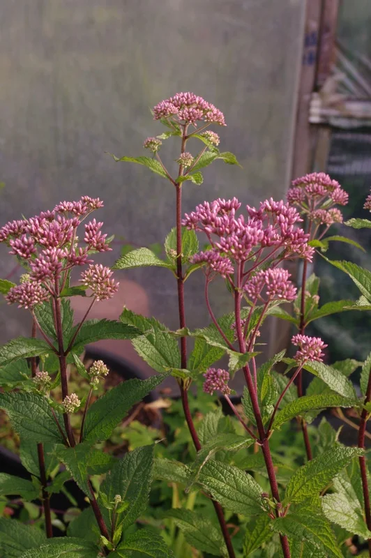 edulis3005939