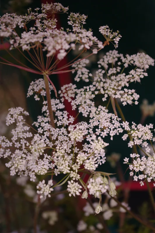 edulis3006001