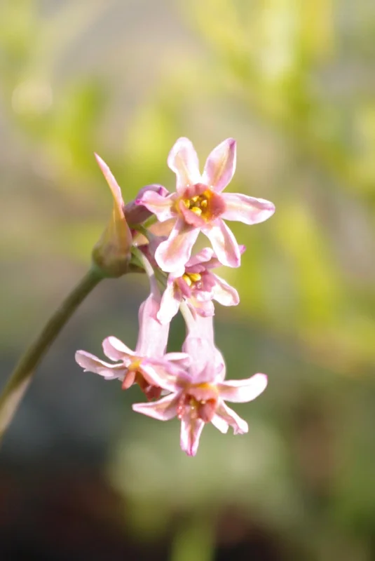 edulis3006014