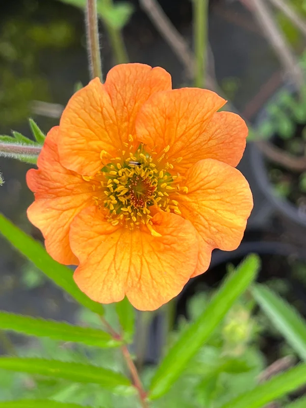 edulis3006159