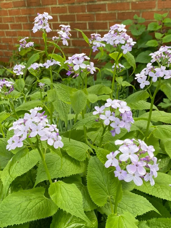 edulis3006195