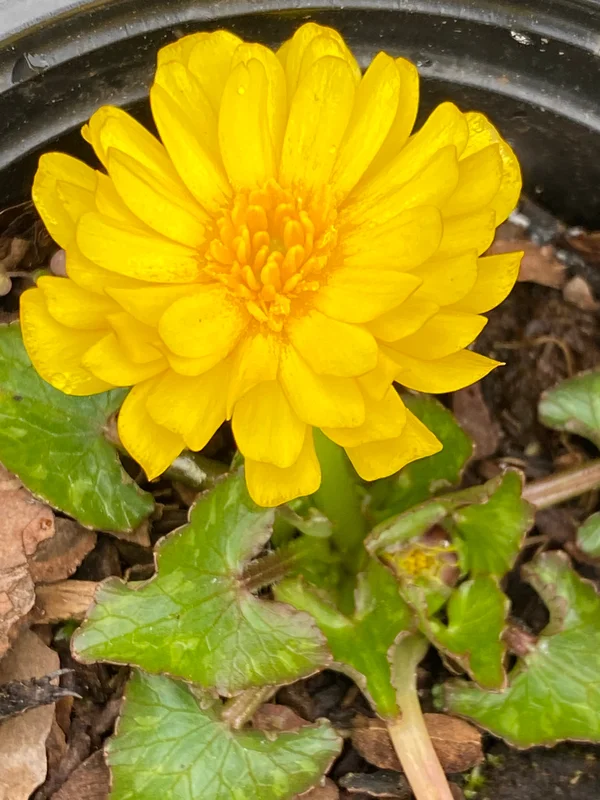 edulis3006416