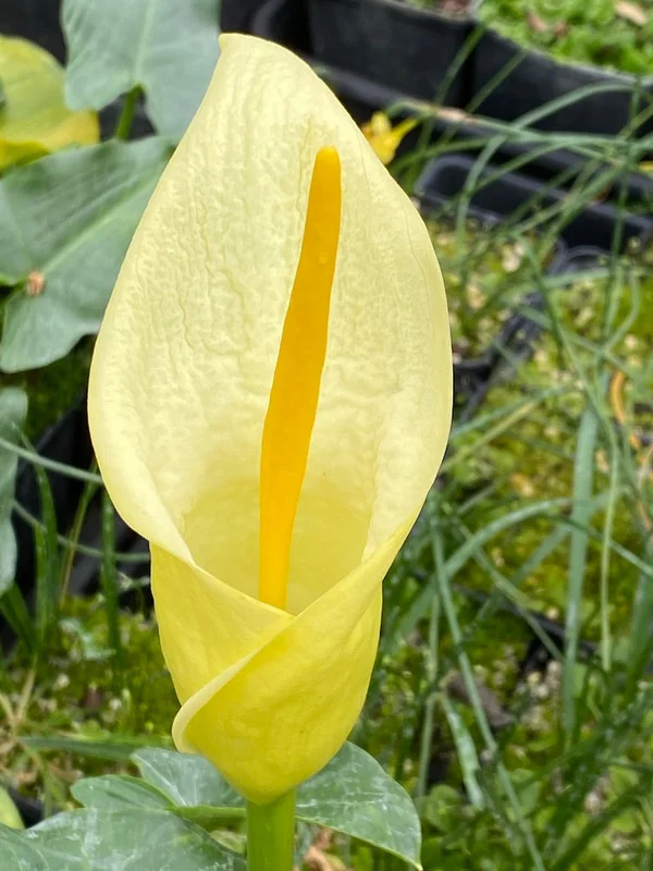edulis3006457