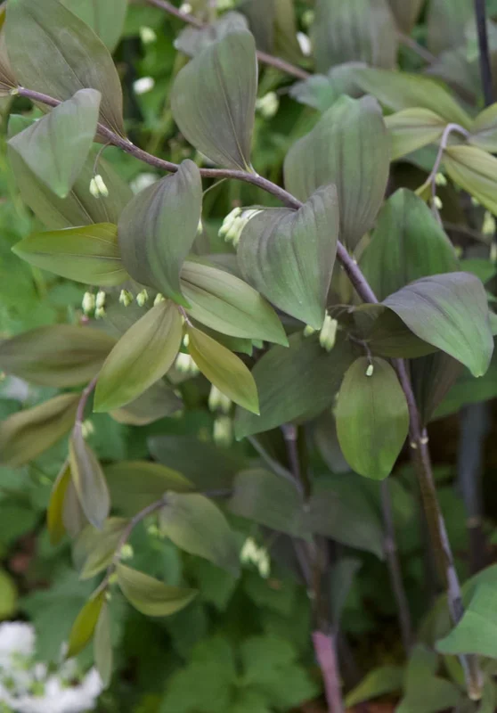 edulis3006469