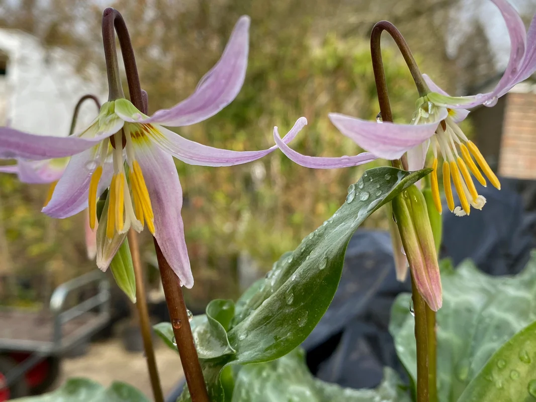 edulis3006631