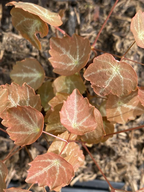 edulis3006691