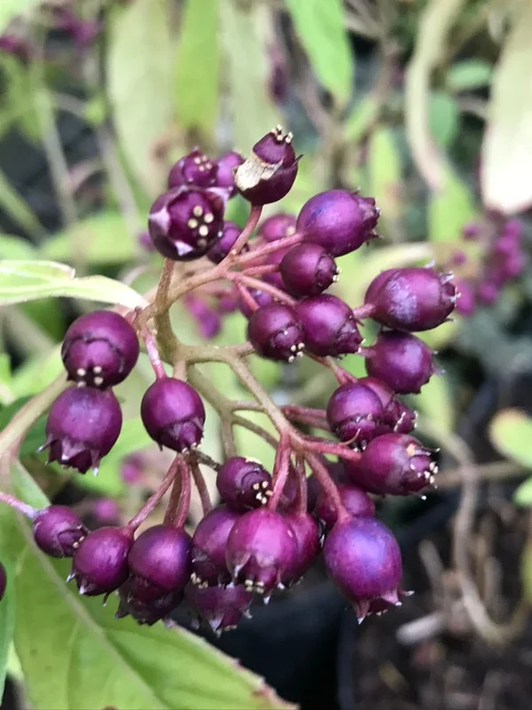 edulis3006763