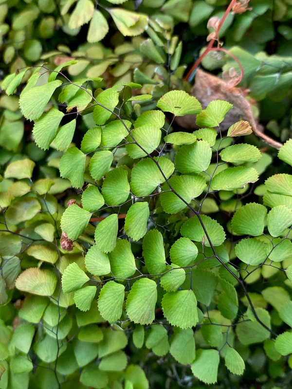 edulis3006838