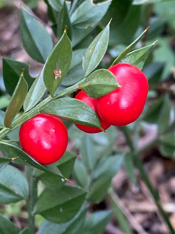 edulis3006885