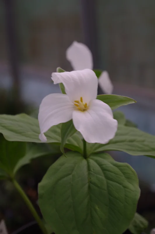 edulis3006938