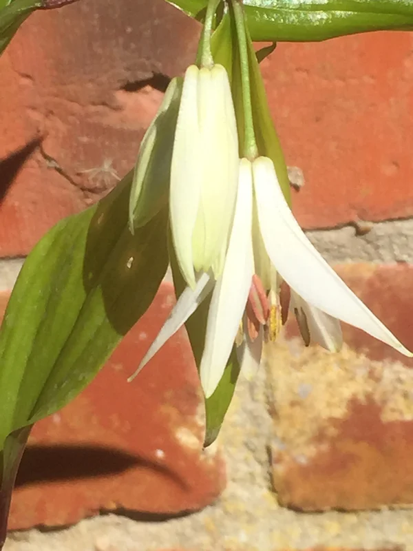 edulis3006967