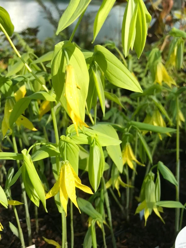 edulis3006997