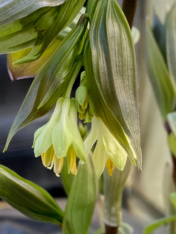 edulis3007311