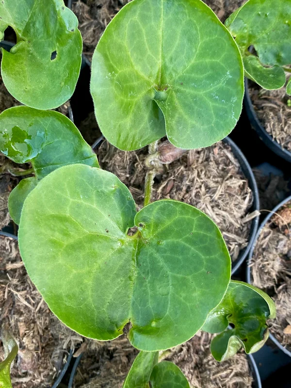 edulis3007436