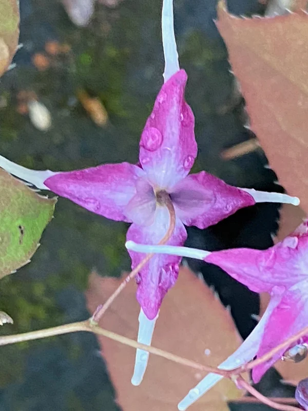 edulis3007616