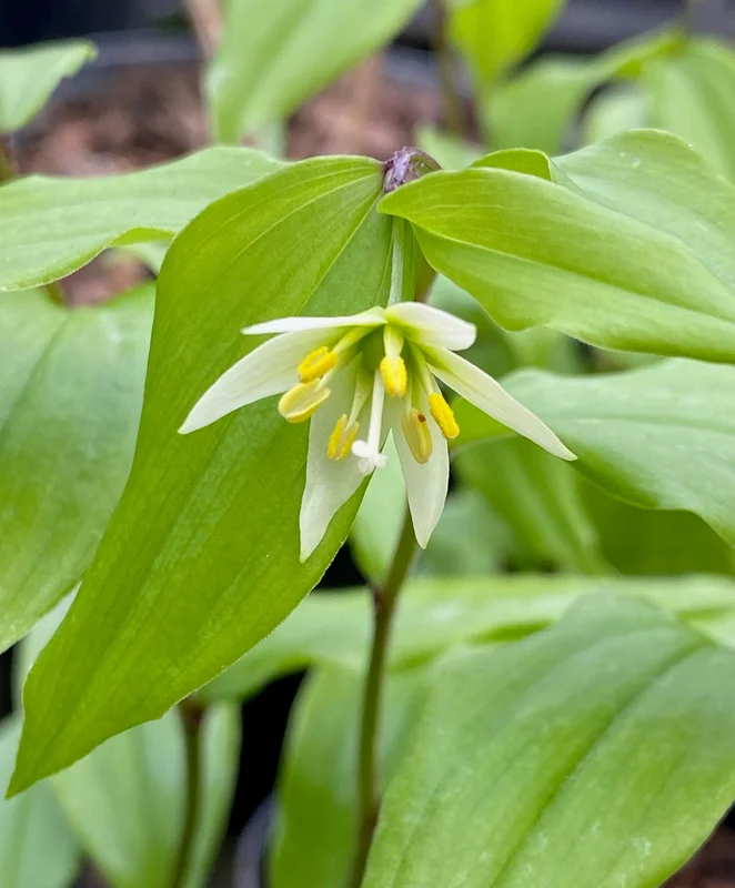 edulis3007740