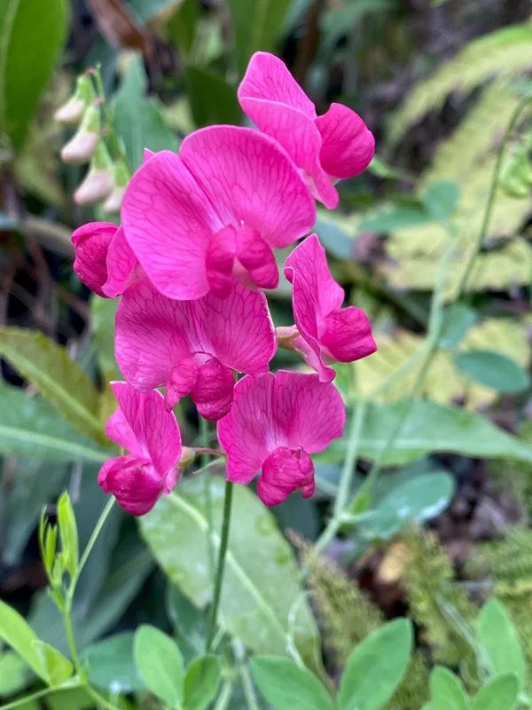 edulis3007946
