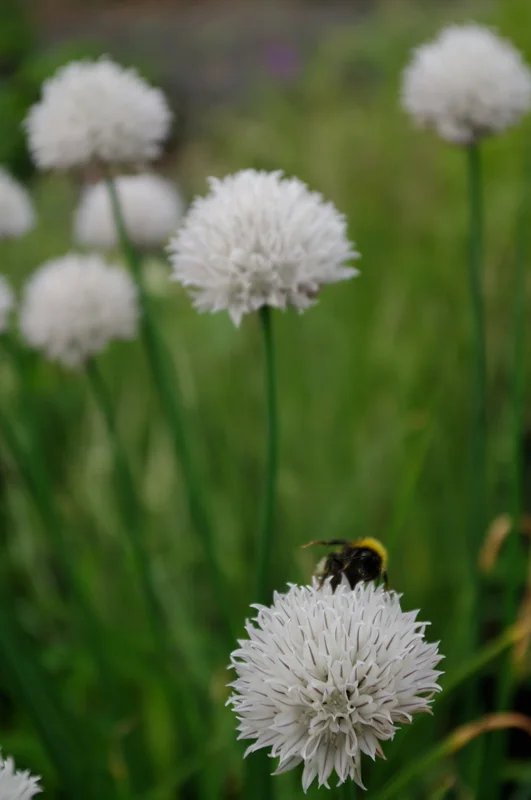 edulis3008049