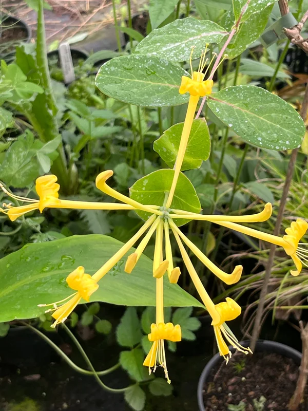 edulis3008460