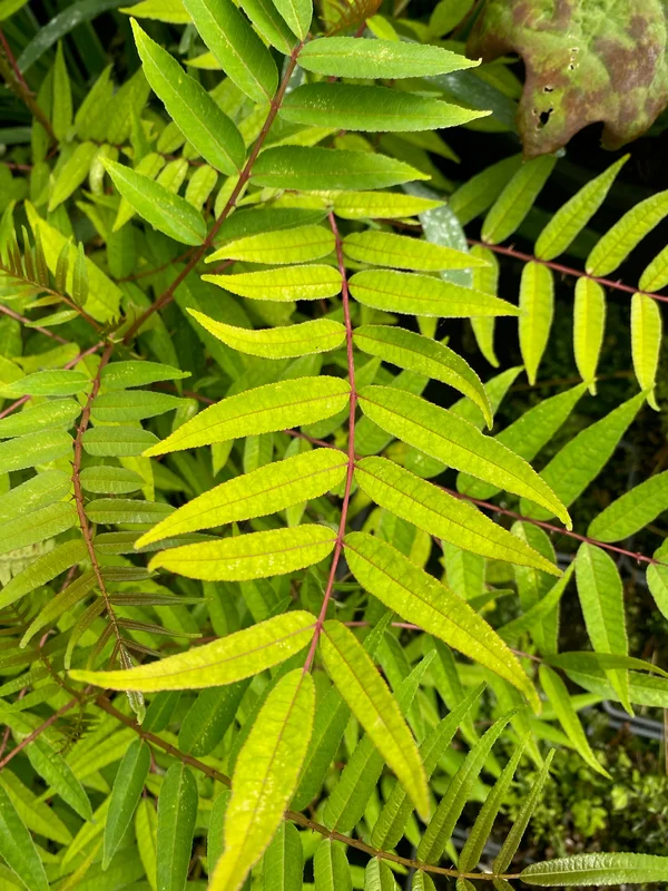 edulis3008539